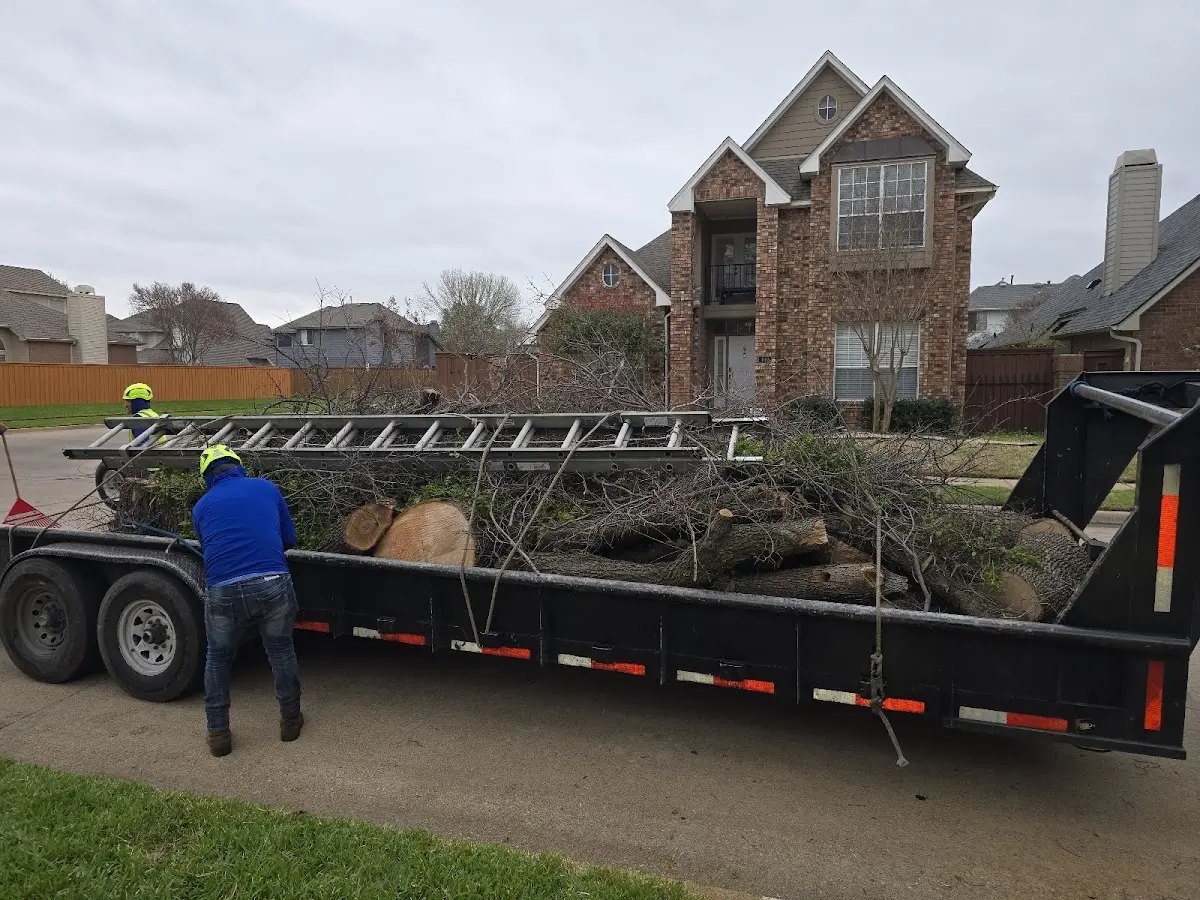 Expert Tree Removal with proper safety equipment in Cottonwood